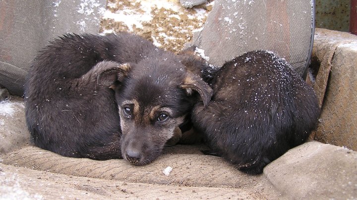 Официально: В феврале в Госдуму внесут проект о наказании за нападение бездомных собак