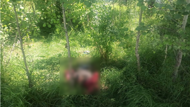 Останки женщины обнаружили в лесополосе под Коченёво в Новосибирской области