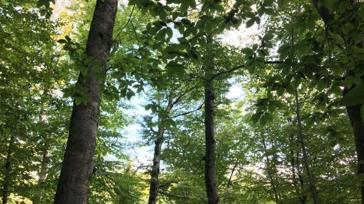 Под Геленджиком загорелась лесная подстилка