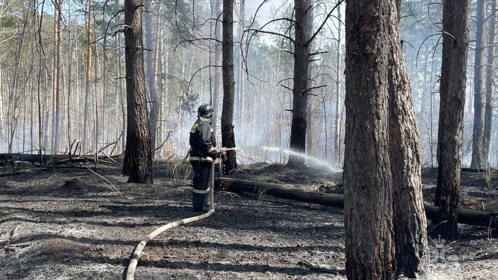 В тольяттинском лесу произошло возгорание сухой травы