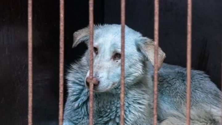 Синих собак, отловленных в Дзержинске, выпустят обратно в промзону