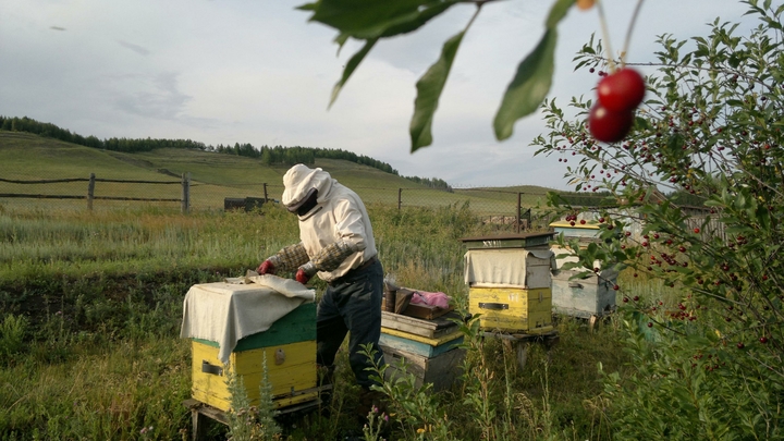 На Кубани после массовой гибели пчел возбудили уголовное дело