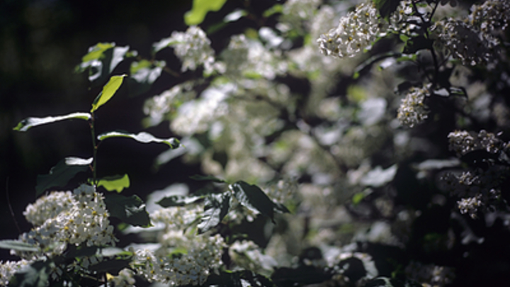 Чем опасны цветы черёмухи? Аллерголог дала ответ