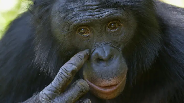 В Америке умер научившийся говорить по-английски шимпанзе Канзи