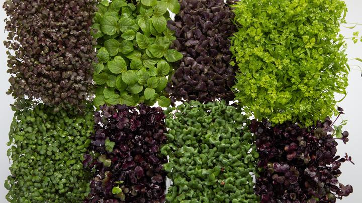 Что нужно есть, чтобы не толстеть. Ответ учёным подсказали мыши