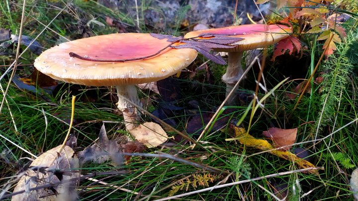 Три человека попали в больницу после сбора грибов в Новороссийске