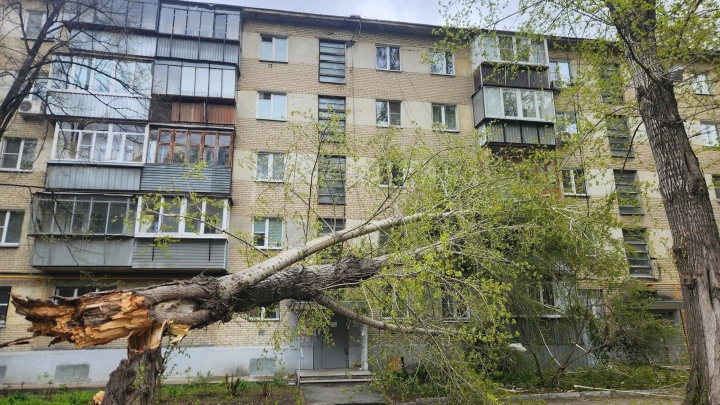 Деревья пробили окна и балконы в центре Челябинска
