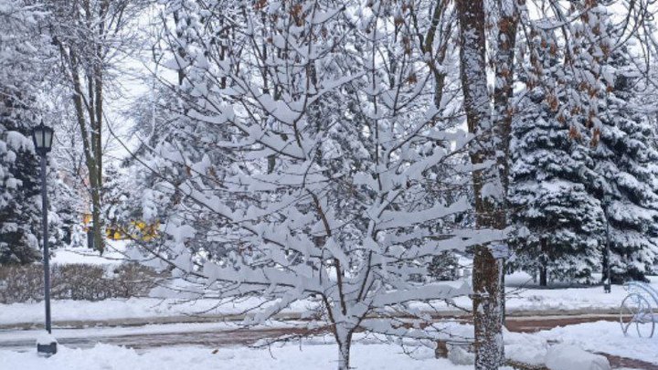 Усиление ветра и мокрый снег ожидаются в Ростовской области 30 и 31 декабря