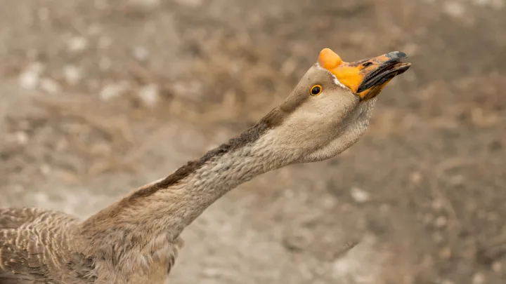Исследование: высокая температура тела неэффективна против птичьего гриппа