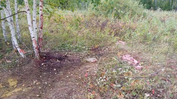В Челябинской области задержали 33-летнего браконьера, убившего 8 молодых косуль