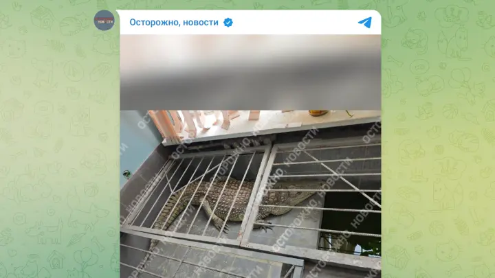 Телеканал в Обнинске 25 лет скрывал в офисе крокодила
