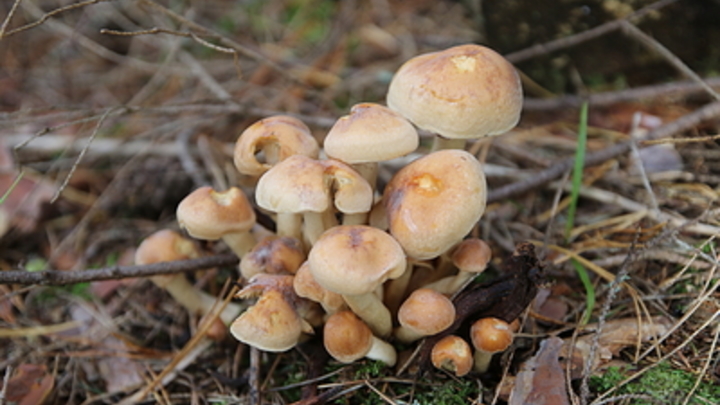 Много времени и удача: Миколог - о проблеме выращивания грибов на даче