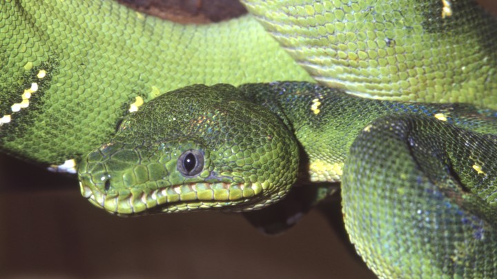 В Индонезии питон проглотил 54-летнюю женщину