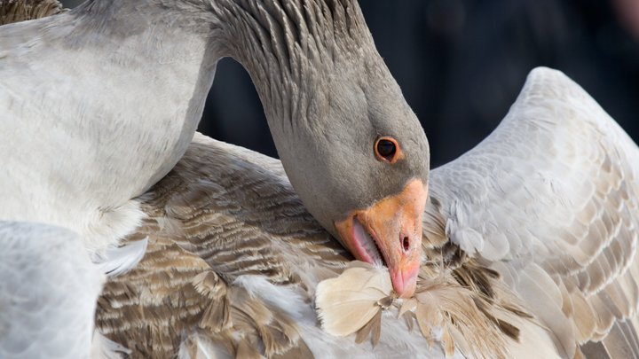 Почти даром!: в Отрадненском районе фермер продаёт гуся за 1,5 млрд рублей