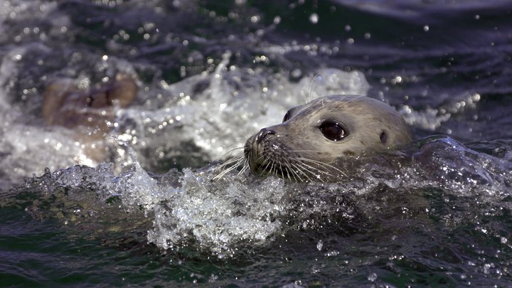 Могут погибнуть малыши: Шумные экскурсии во Владивостоке поставили под угрозу жизнь тюленей - учёные