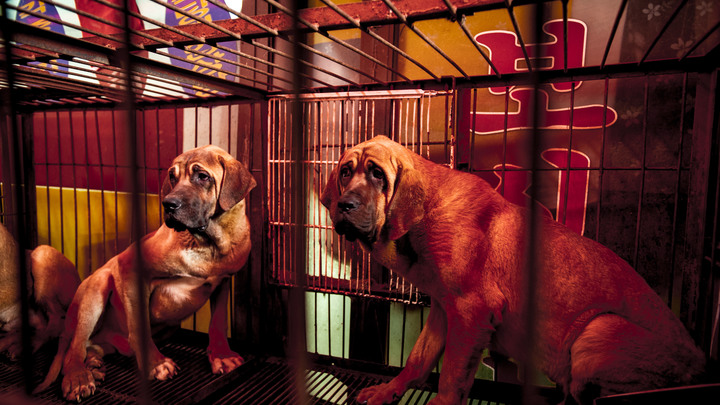 Собак больше не едят: Южная Корея ввела революционный запрет