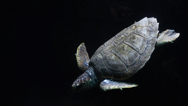 Перезимовала на Мальте и путешествует дальше: Черепаха-одиночка преодолела полмира