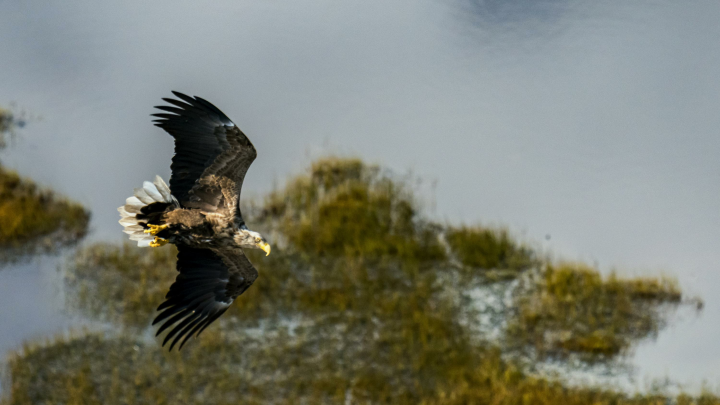 Жив, орёл! Сотрудник ДПС приехал на странное ДТП и решил искать, кто разбил стекло машины. Находка удивила