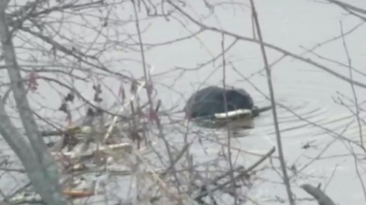 На Таганае сняли на видео последний завтрак на воде