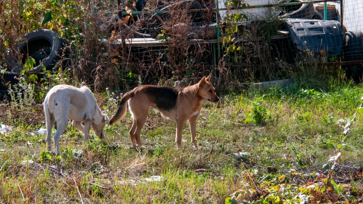 В Краснодаре стартовало строительство приюта для бездомных животных в посёлке Берёзовом