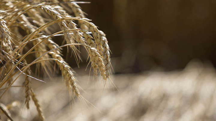 Самое интересное начинается после окончания зерновой сделки