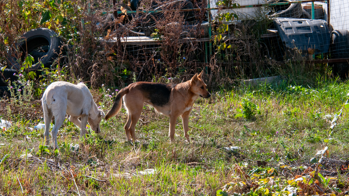 Прошлый догхантер уже свёл счёты с жизнью после смерти ребёнка от рака. Жители Краснодара пригрозили кармой новым живодёрам