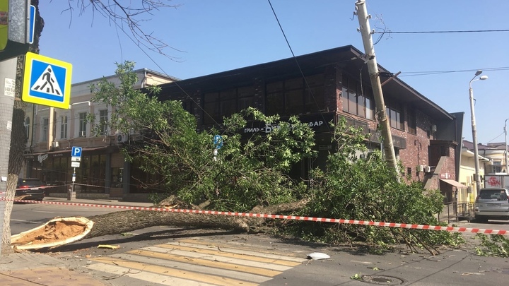 В Ростове упавшее дерево парализовало движение транспорта в центре города