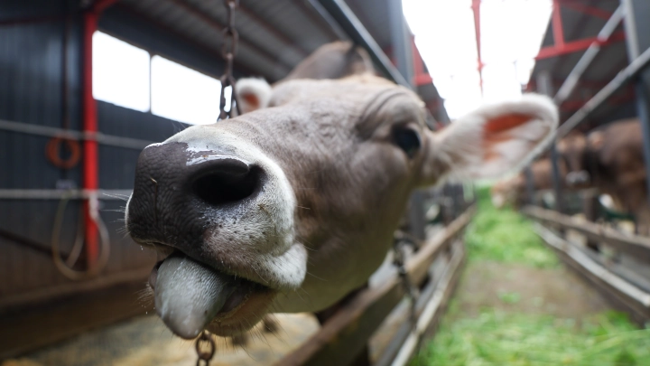 Челябинец проглотил микрочип, который был в куске говядины