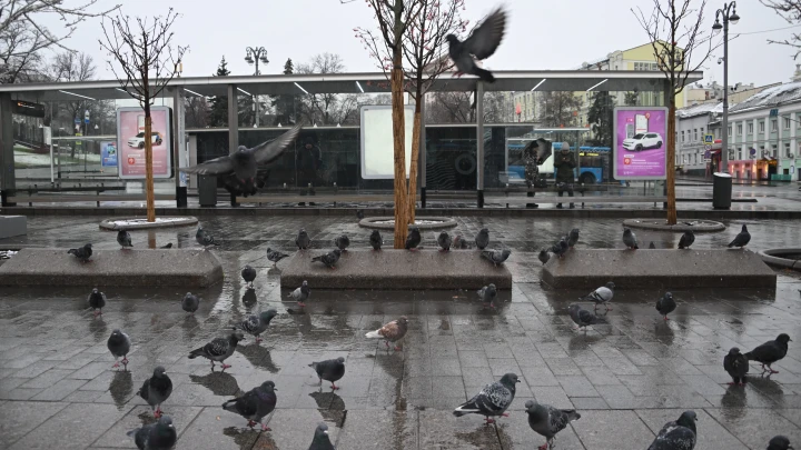 Пернатые киборги: в России испытали голубей с чипами в мозге