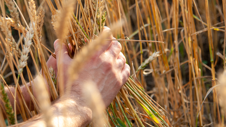 Зерновая сделка - всё: Политолог уверена, что возврата к прежнему формату не будет