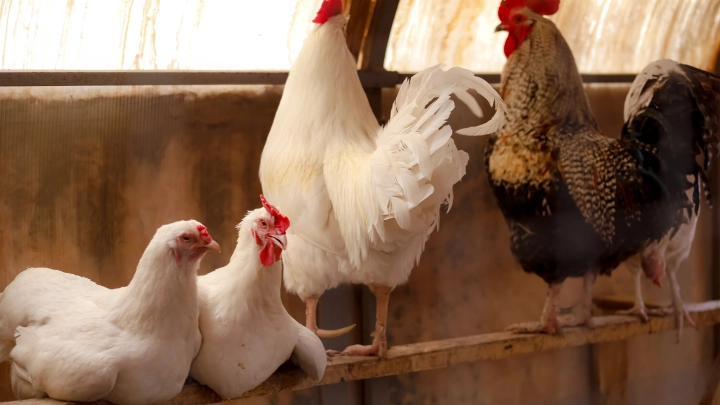 Учёные: Вакцинация птиц от гриппа H5N1 ускоряет мутации вируса