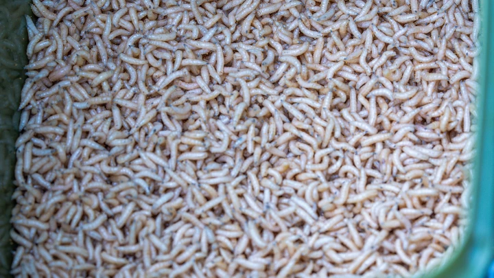 Шоколад с сюрпризом: на Украине пользуются спросом конфеты с личинками