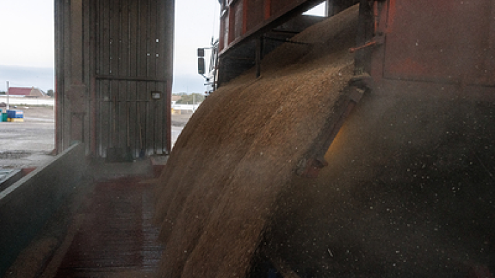 Продажи русского зерна упали на четверть: почему Россия теряет покупателей