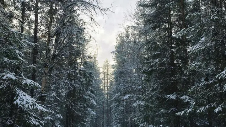 Опубликовано официальное заявление о пропавших в тайге Усольцевых: в дело вмешался глава СК Бастрыкин