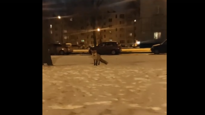 Дикие животные на улицах Петербурга: в Колпино заметили бегающую лису