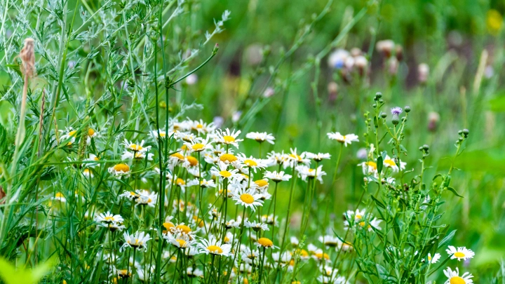 Вечный образ верности: День Петра и Февронии Муромских 8 июля. Традиции, запреты и мудрость предков
