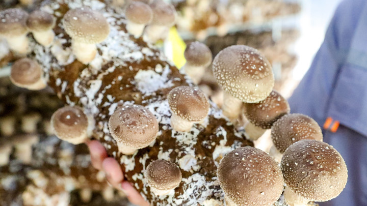 Роспотребнадзор назвал причину массового отравления грибами в Геленджике