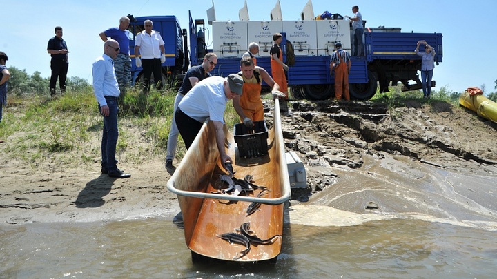 Более 2 тысяч «краснокнижных» осетровых рыб выпустили в реку Кубань