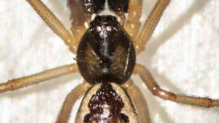Развратные насекомые в Африке: Пауки вида Коричневая вдова оказались переносчиками новых бактерий, родственных хламидиозу
