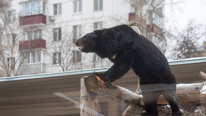 В Уфе медведь вышел на улицы города