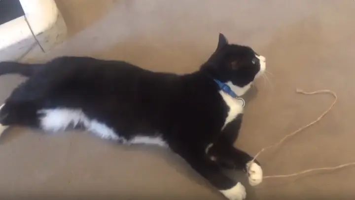 The Guardian: В Британии умер знаменитый кот-дипломат Палмерстон – тайна происхождения