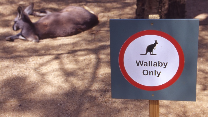 Хлоя стала мамой: В Ленинградском зоопарке пополнение в семье кенгуру