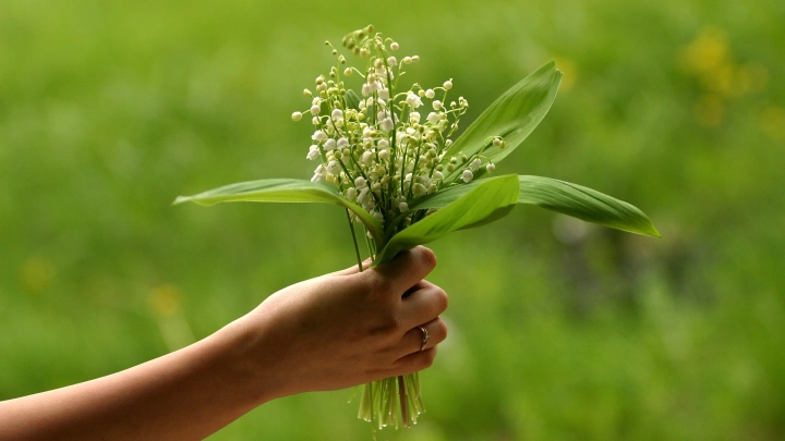 За сбор первоцветов и ландышей жителям Подмосковья грозит крупный штраф