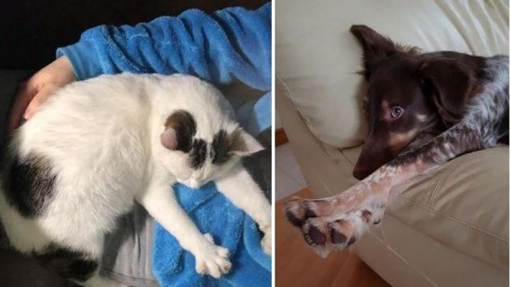 Ростовчане продолжают забирать брошенных собак и кошек из приюта, несмотря на карантин