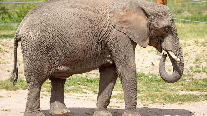 Загадочный мор обрушился на Африку: Трупов слонов уже сотни