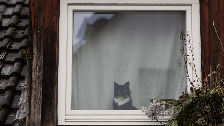 Вася, не надо нам столько мяса: Бесстрашный кот спас хозяев от медведя и стал звездой соцсетей