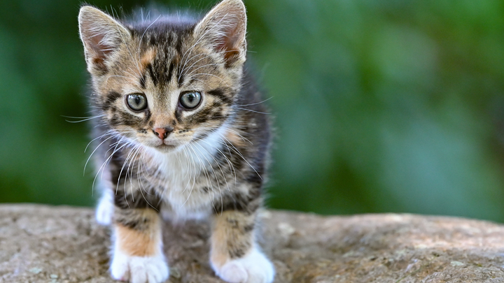 Удивительно: 17 котов поставили учёных из США в тупик