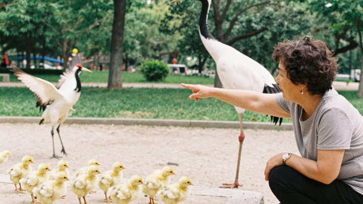 Женщина 40 лет притворяется журавлем, чтобы учить птенцов летать