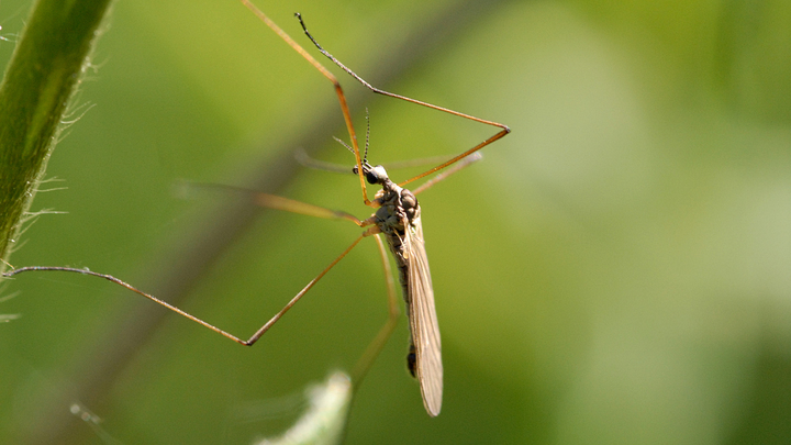 Может ли человек заболеть гельминтозом после укуса комара