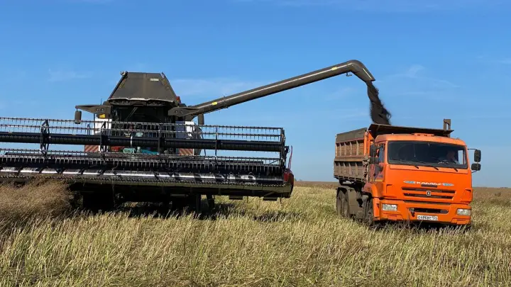 Новосибирская область укрепила лидерство в экспорте гречихи, овса и рыбы